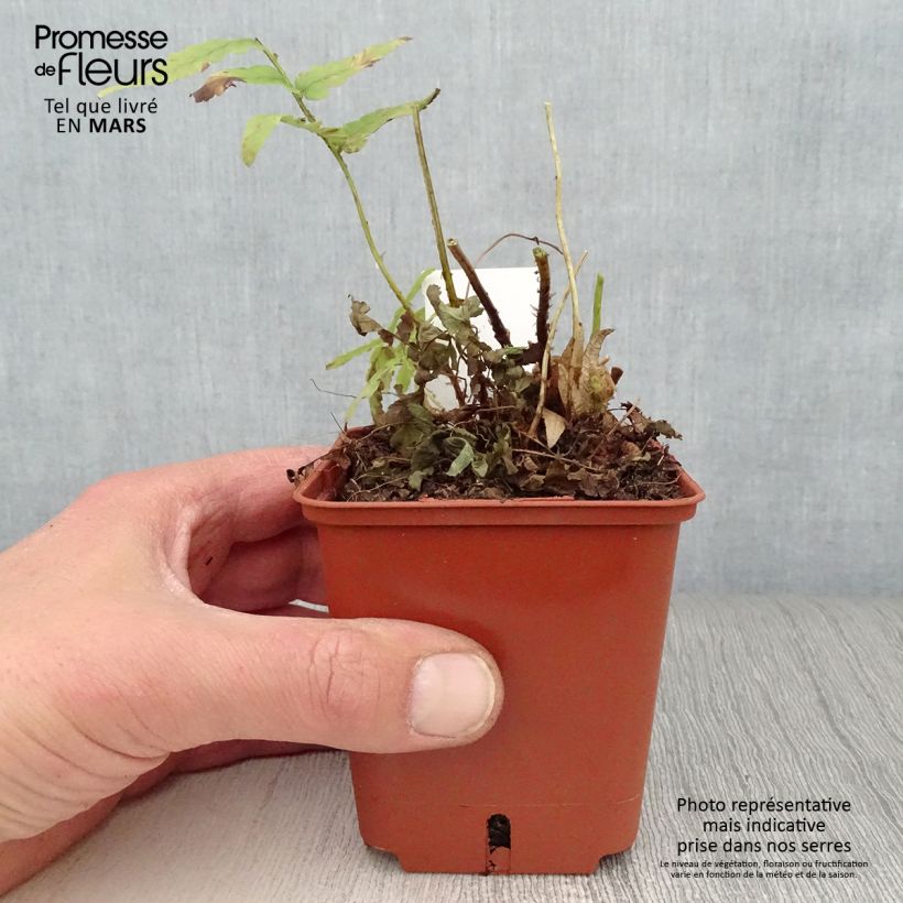 Spécimen de Dryopteris ludoviciana - Fougère Godet de 8/9 cm tel que livré au printemps