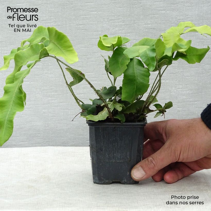 Spécimen de Dryopteris sieboldii - Fougère  Godet de 8/9 cm tel que livré au printemps