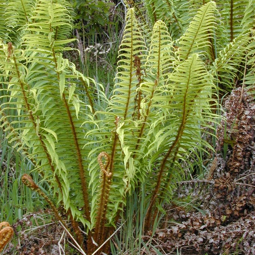 Dryopteris wallichiana - Fougère (Plant habit)