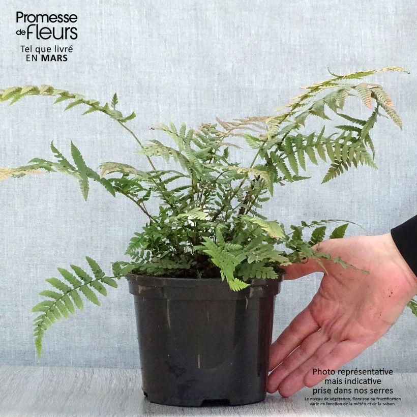Example of Dryopteris wallichiana - Fougère Pot de 2L/3L as you get in printemps