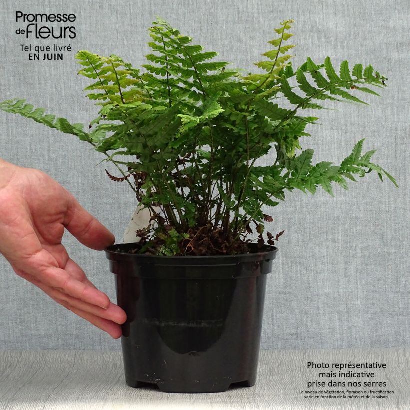 Spécimen de Dryopteris wallichiana Jurassic Gold - Fougère Pot de 2L/3L tel que livré en été
