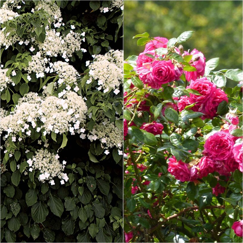 Duo Dentelle - Rosier Laguna + Hortensia petiolaris (Flowering)