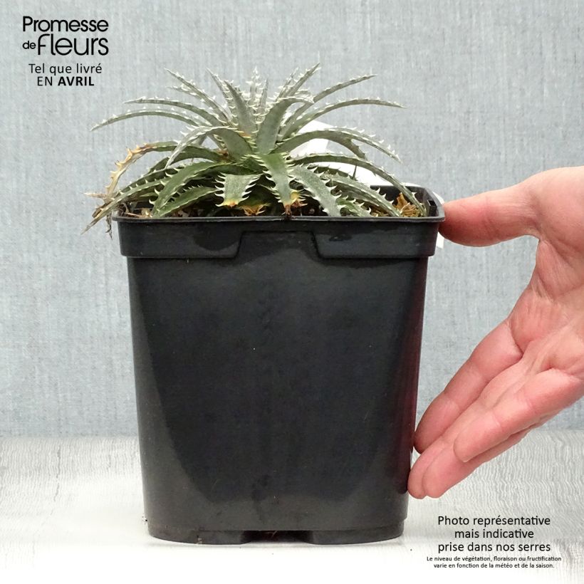 Spécimen de Dyckia Brittle Star - Broméliacée Pot de 3L/4L tel que livré au printemps