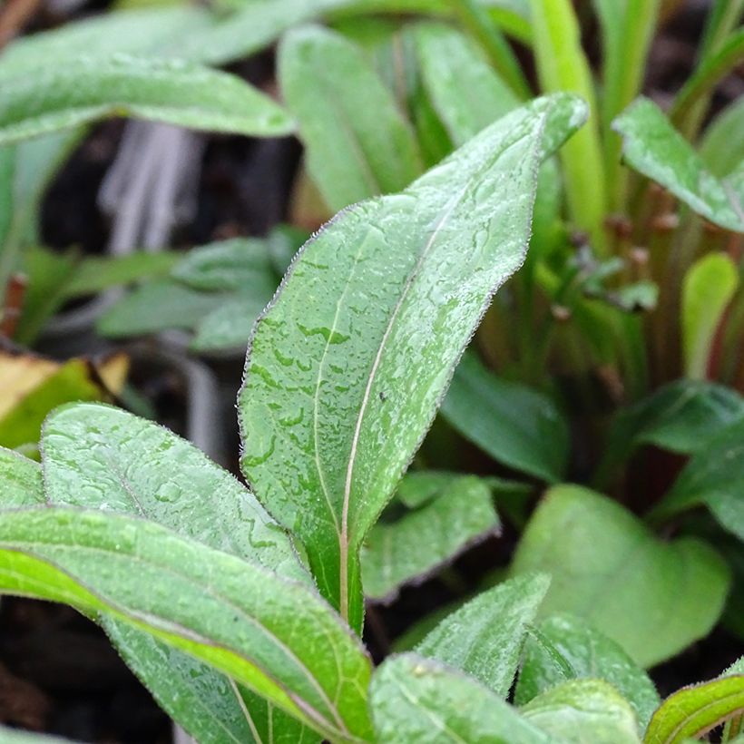 Echinacea Kismet Orange Intense - Echinacée (Feuillage)