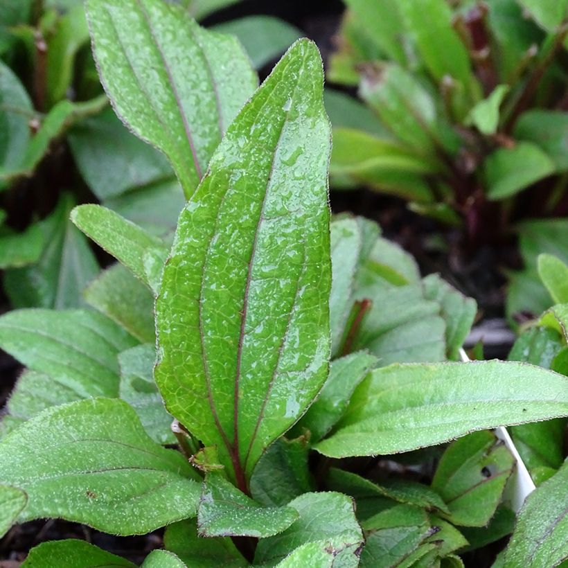 Echinacea Kismet Rouge (Red) - Echinacée (Feuillage)