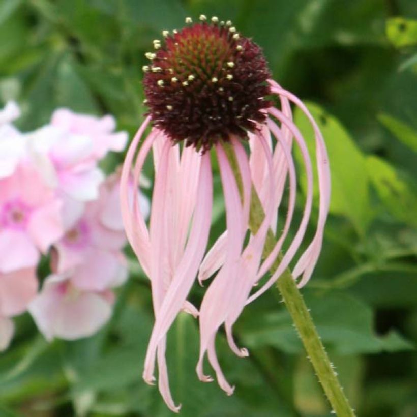 Echinacea pallida - Echinacée (Flowering)