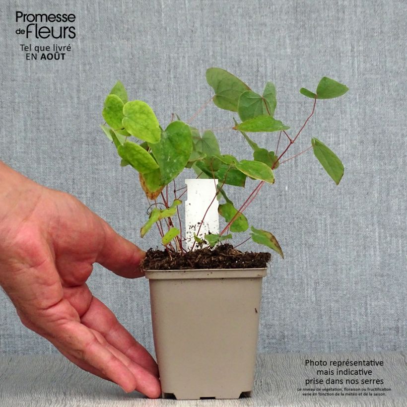 Spécimen de Epimedium acuminatum, Fleur des elfes Godet de 8/9 cm tel que livré en été