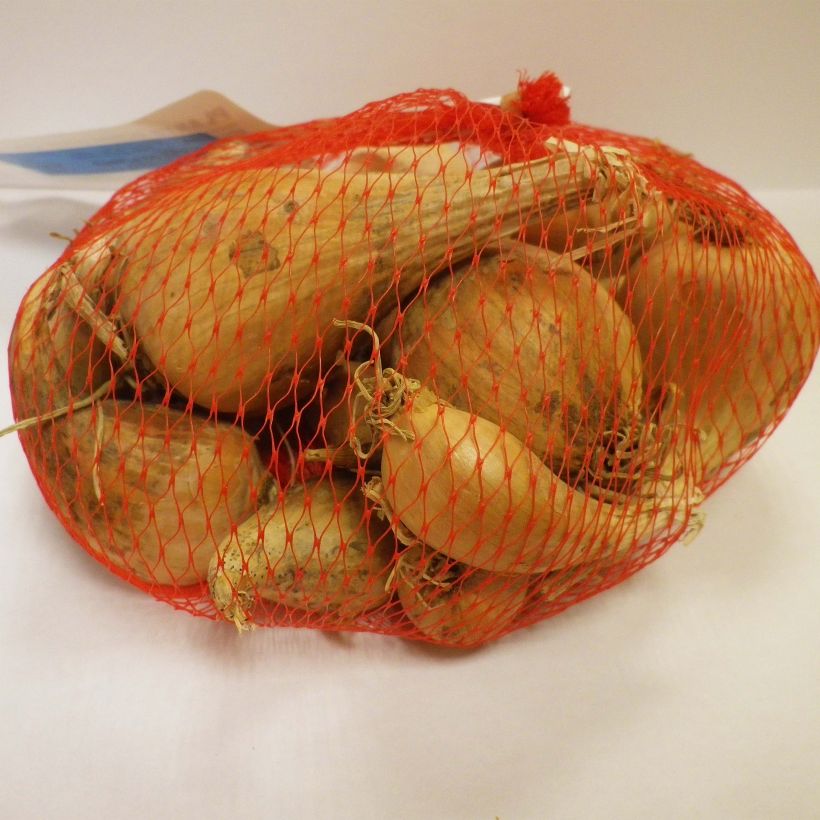 Exemple de spécimen de Echalote Griselle en plants (plantation d'automne) Pièce calibre 15/35 mm, Sac de 500g tel que livré