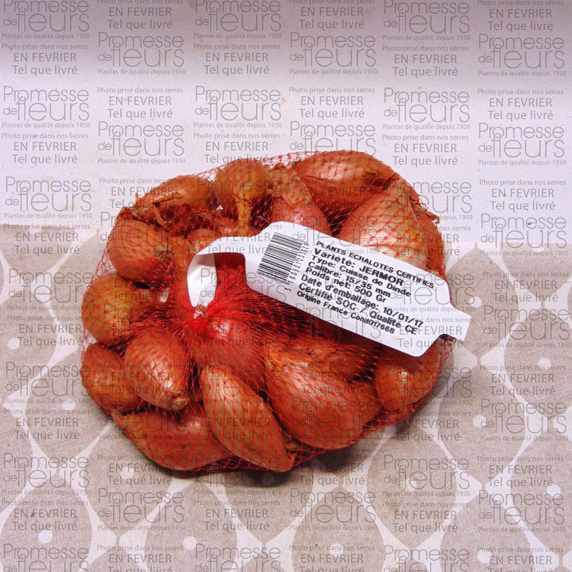 Exemple de spécimen de Echalote Jermor en plants Pièce calibre 15/35 mm, Sac de 500g tel que livré