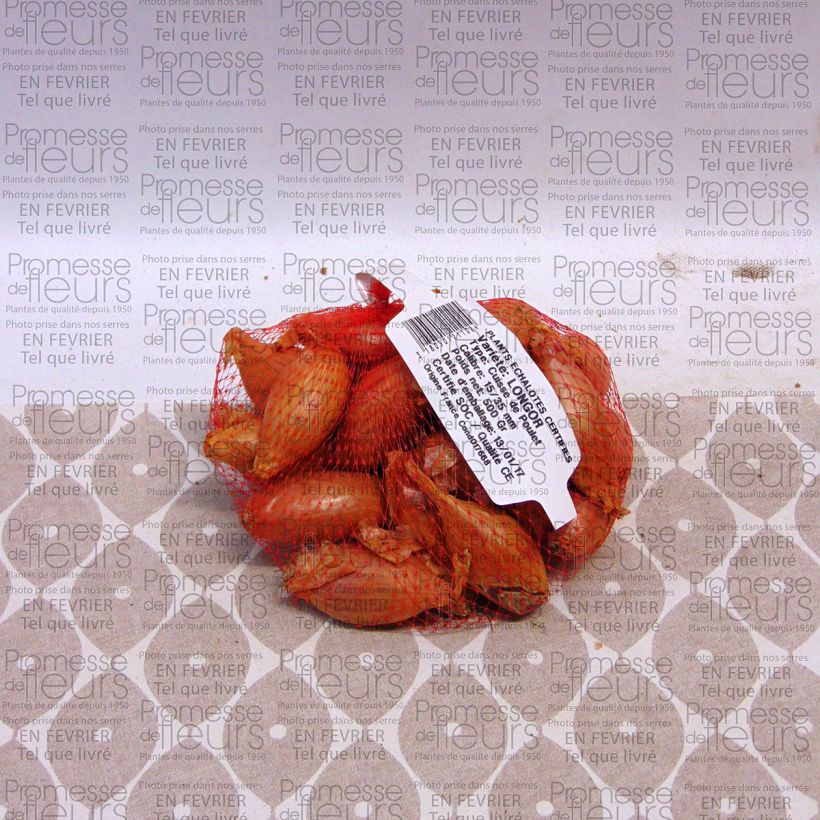 Exemple de spécimen de Echalote Longor - Allium cepa en plants Pièce calibre 15/35 mm, Sac de 500g tel que livré