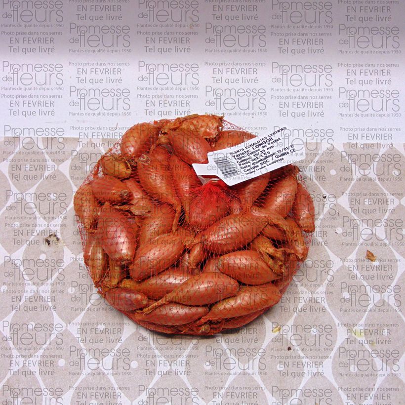 Exemple de spécimen de Echalote Longor - Allium cepa en plants Pièce, Sac de 1Kg (env. 40 plants) tel que livré