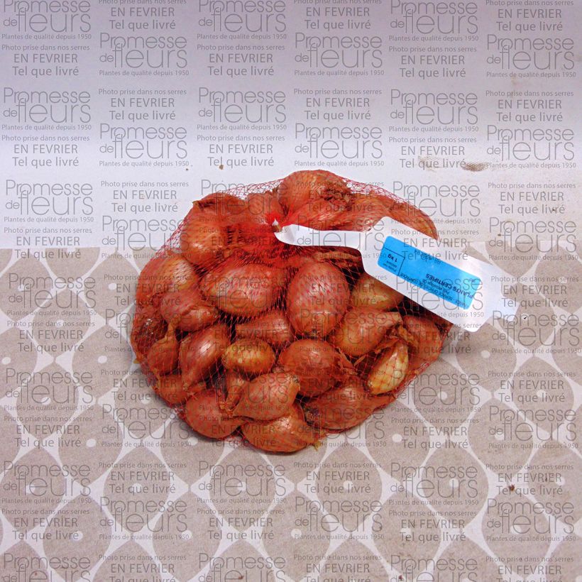 Exemple de spécimen de Echalote Mikor- Allium cepa en plants Pièce, Sac de 1Kg (env. 40 plants) tel que livré