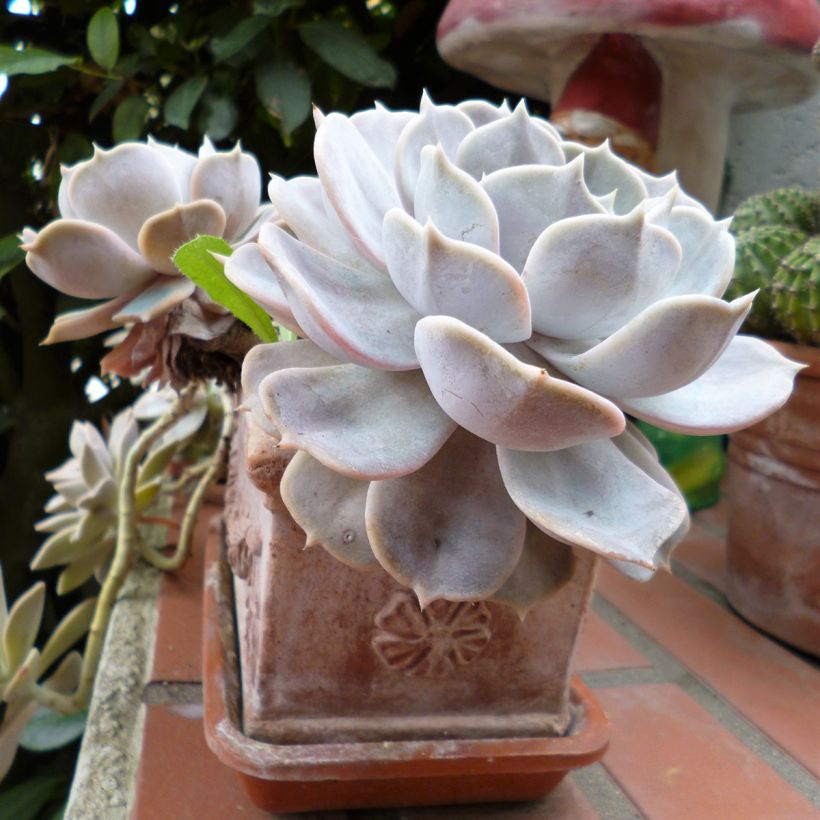 Echeveria Lola (Port)