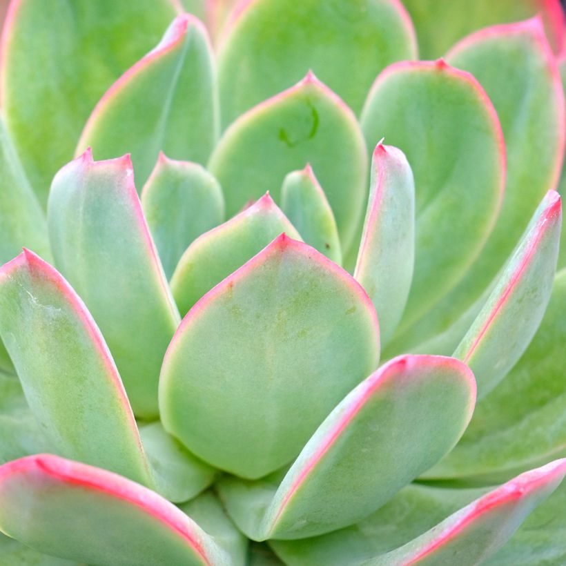 Echeveria Pink Edge (Foliage)