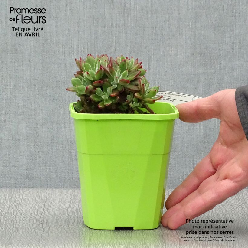 Example of Echeveria hybride Devotion Pot de 3L/4L as you get in printemps