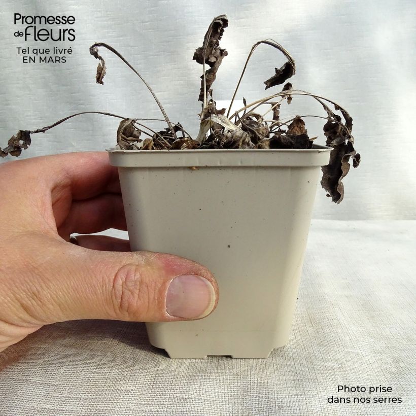 Spécimen de Echinacea Big Kahuna - Echinacée Godet de 8/9 cm tel que livré au printemps