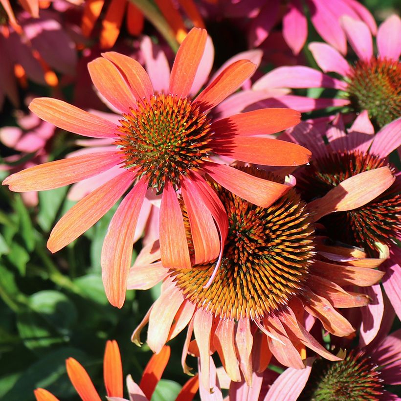 Echinacea Cheyenne Spirit - Echinacée (Floraison)