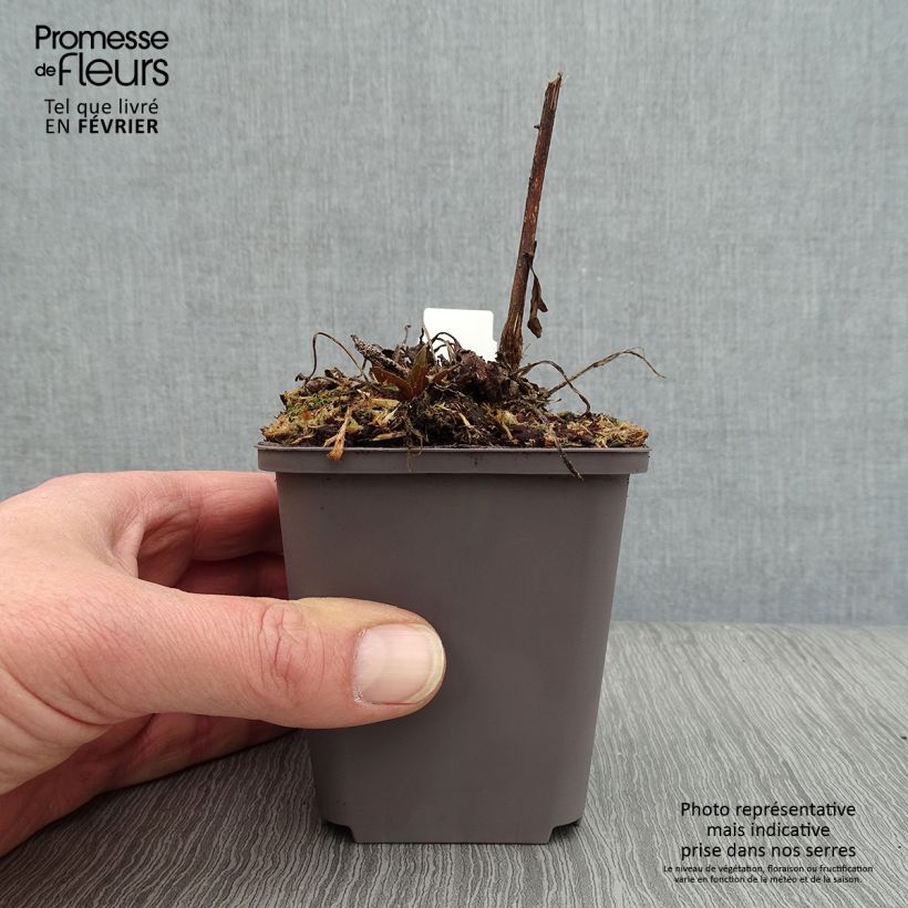 Spécimen de Echinacea Dark Shadows Wicked - Echinacée Godet de 8/9 cm tel que livré en hiver