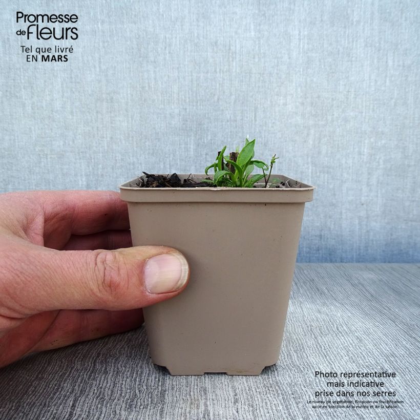 Spécimen de Echinacea Ferris Wheels - Echinacée Godet de 8/9 cm tel que livré au printemps