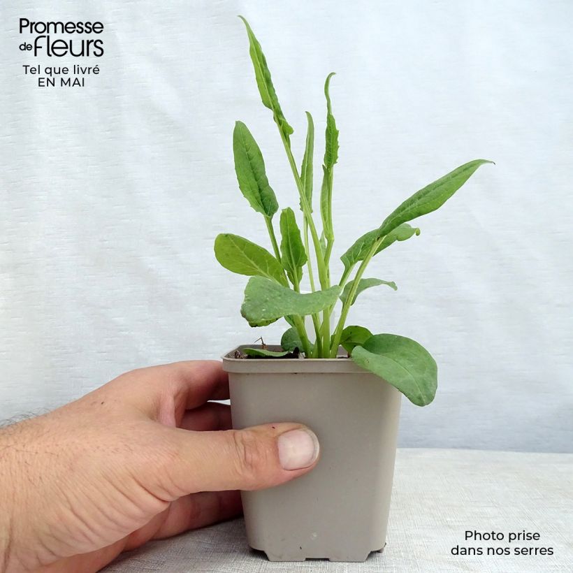 Spécimen de Echinacea Fragrant Angel - Echinacée Godet de 8/9 cm tel que livré au printemps