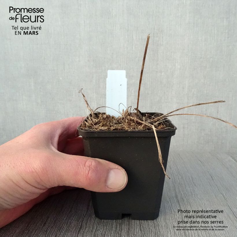 Spécimen de Echinacea Funky White - Echinacée Godet de 8/9 cm tel que livré au printemps