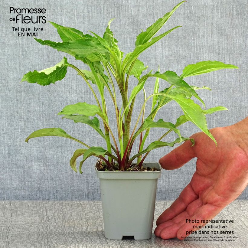 Spécimen de Echinacea Green Envy - Echinacée Godet de 8/9 cm tel que livré au printemps