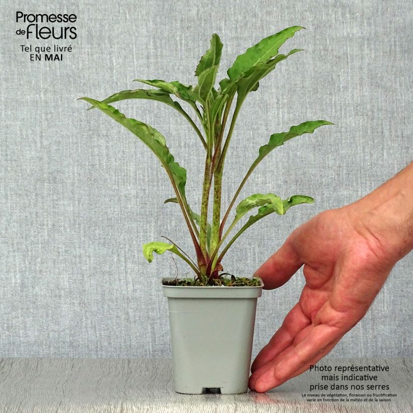 Spécimen de Echinacea Green Jewel - Echinacée Godet de 8/9 cm tel que livré au printemps