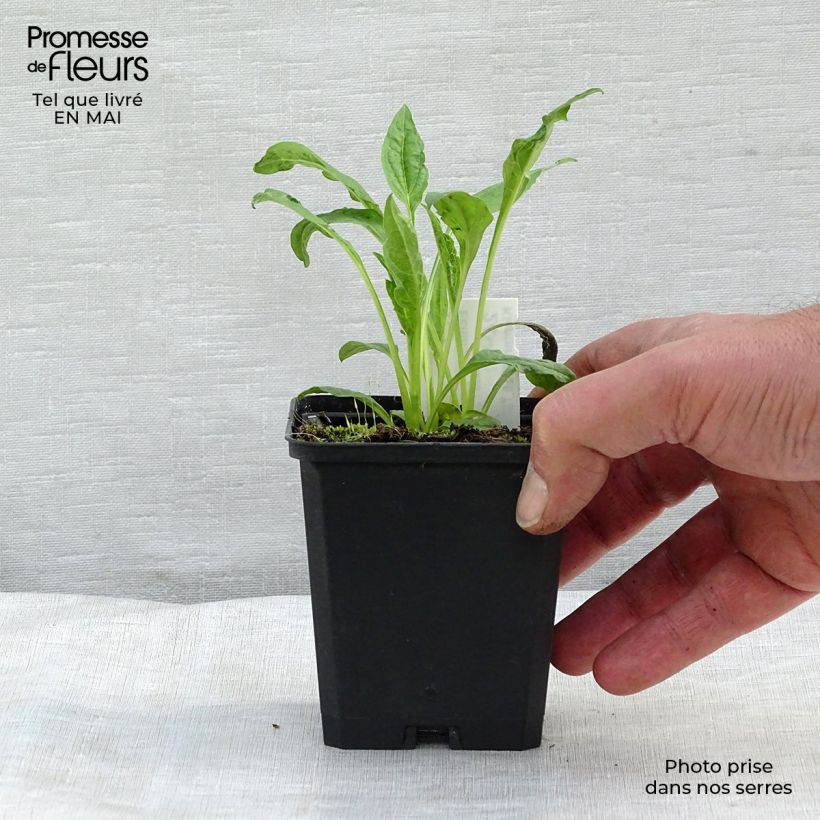 Spécimen de Echinacea Harvest Moon - Echinacée Godet de 8/9 cm tel que livré au printemps