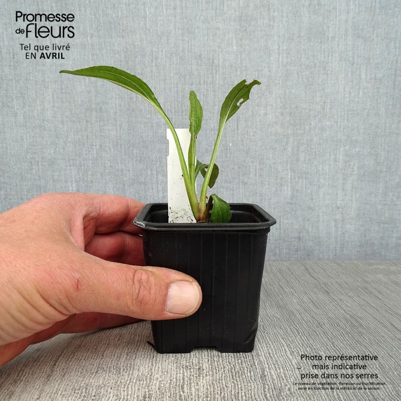 Example of Echinacea Hot Summer - Echinacée Godet de 8/9 cm as you get in printemps