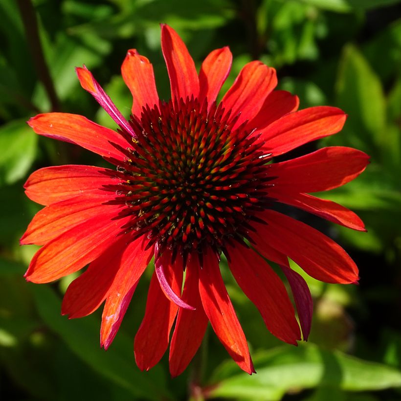 Echinacea Hot Summer - Echinacée (Flowering)