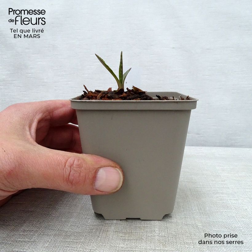 Spécimen de Echinacea Marmalade - Echinacée Godet de 8/9 cm tel que livré au printemps