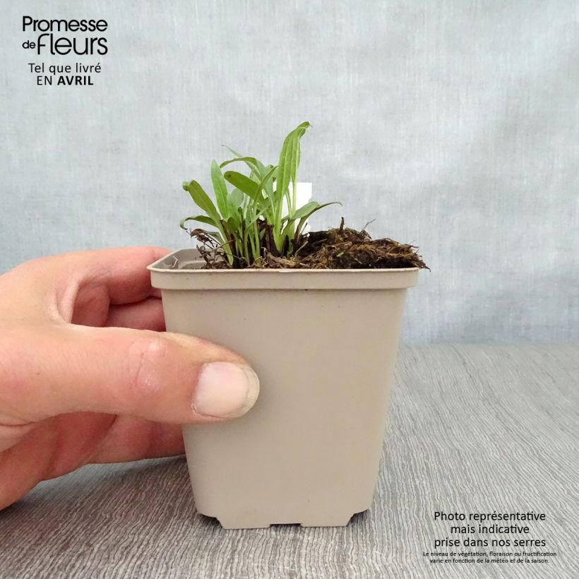 Spécimen de Echinacea Orange Skipper - Echinacée Godet de 8/9 cm tel que livré au printemps