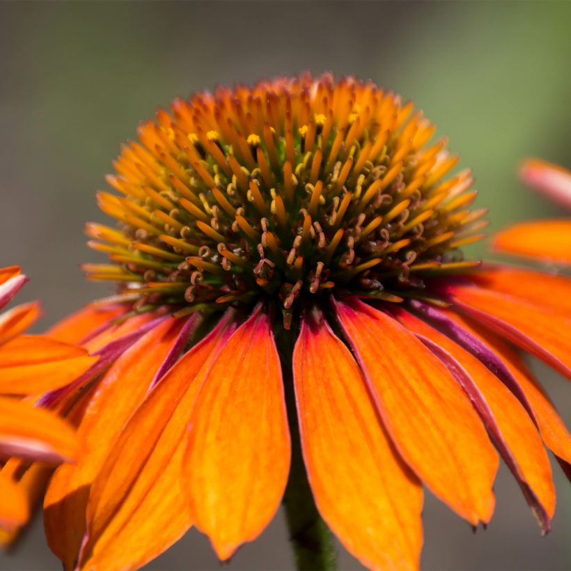 Echinacea Prima Ginger (Floraison)