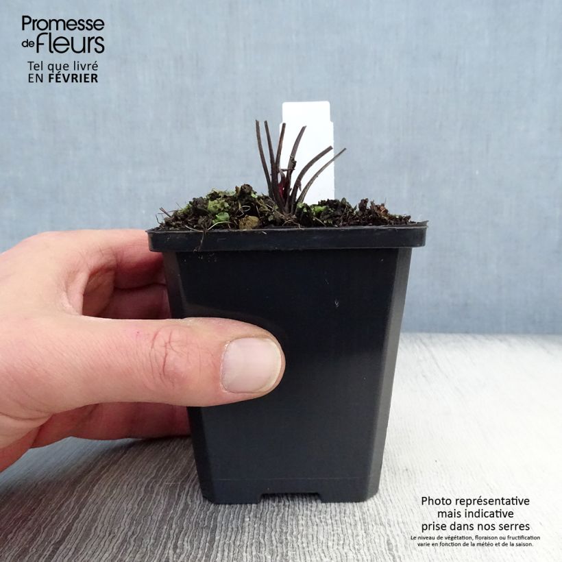 Spécimen de Echinacea Robin Hood - Echinacée  Godet de 8/9 cm tel que livré en hiver