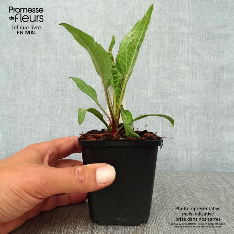 Spécimen de Echinacea Robin Hood - Echinacée  Godet de 8/9 cm tel que livré au printemps