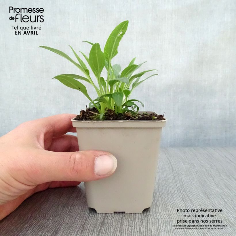 Spécimen de Echinacea Secret Glow - Echinacée Godet de 8/9 cm tel que livré au printemps