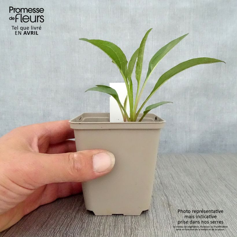 Spécimen de Echinacea Secret Romance - Echinacée Godet de 8/9 cm tel que livré au printemps