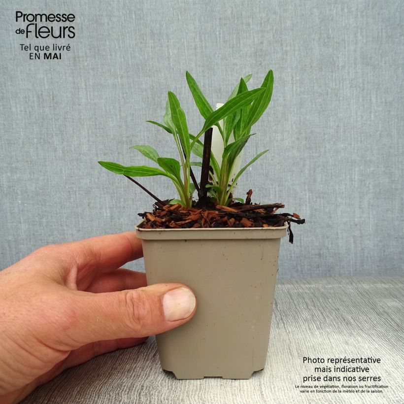 Spécimen de Echinacea Southern Belle - Echinacée Godet de 8/9 cm tel que livré au printemps