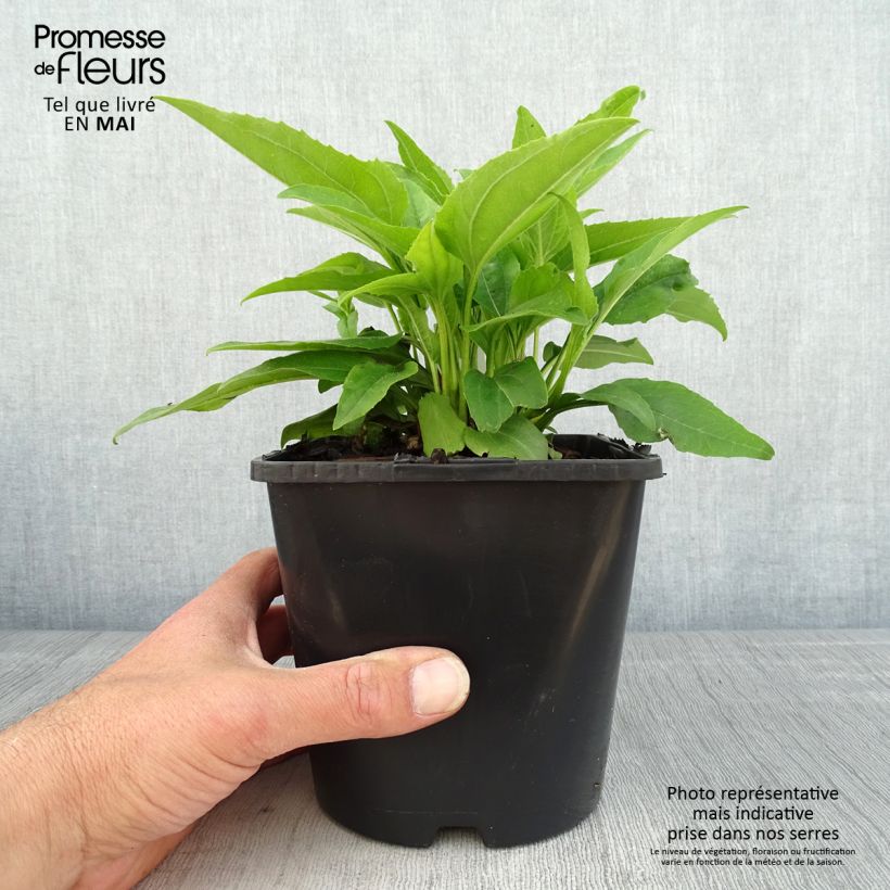 Spécimen de Echinacea SunSeekers Apple Green - Echinacée Pot de 1,5L/2L tel que livré au printemps