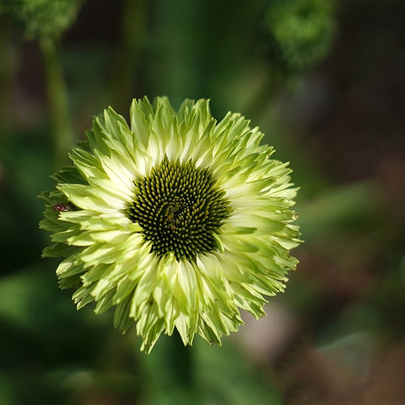 Echinacea SunSeekers Apple Green - Echinacée (Floraison)