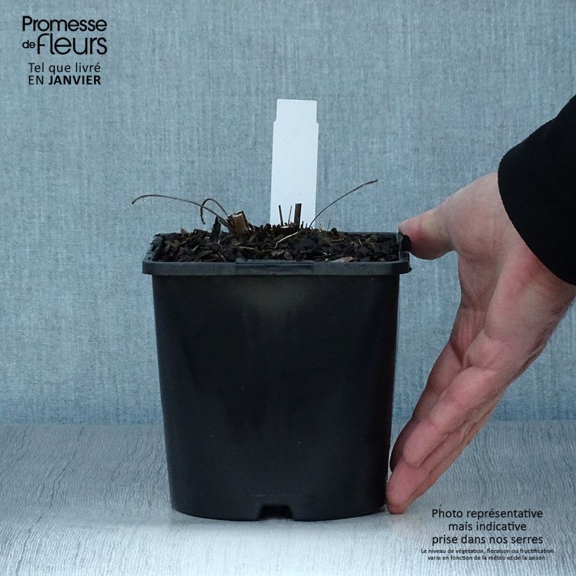 Spécimen de Echinacea SunSeekers Orange - Echinacée Pot de 2L/3L tel que livré en hiver