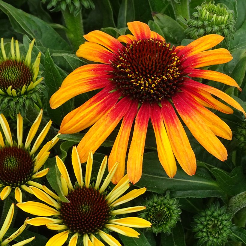 Echinacea Sunseekers Tequila Sunrise - Echinacée (Floraison)