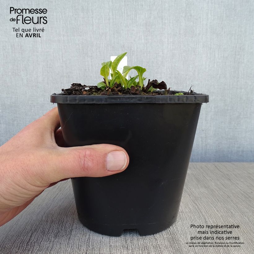 Spécimen de Echinacea SunSeekers White Perfection - Echinacée Pot de 2L/3L tel que livré au printemps