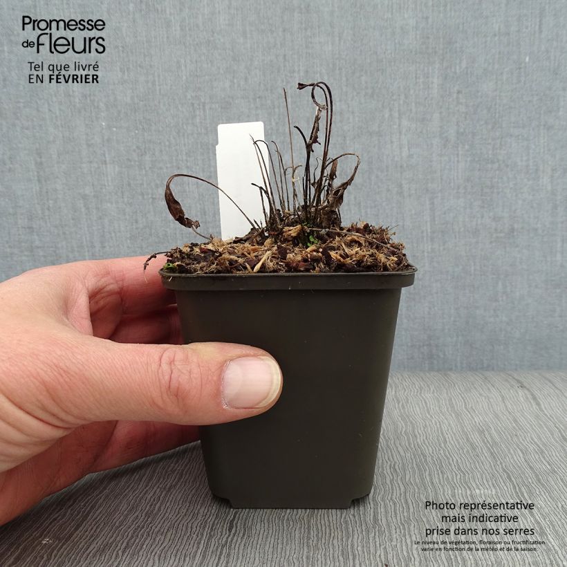 Spécimen de Echinacea Sunny Days Lemon - Echinacée Godet de 8/9 cm tel que livré en hiver