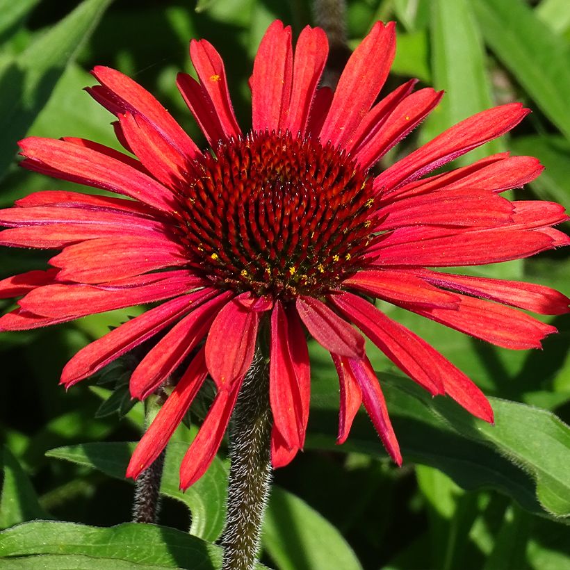 Echinacea SunSeekers Orange - Echinacée (Floraison)