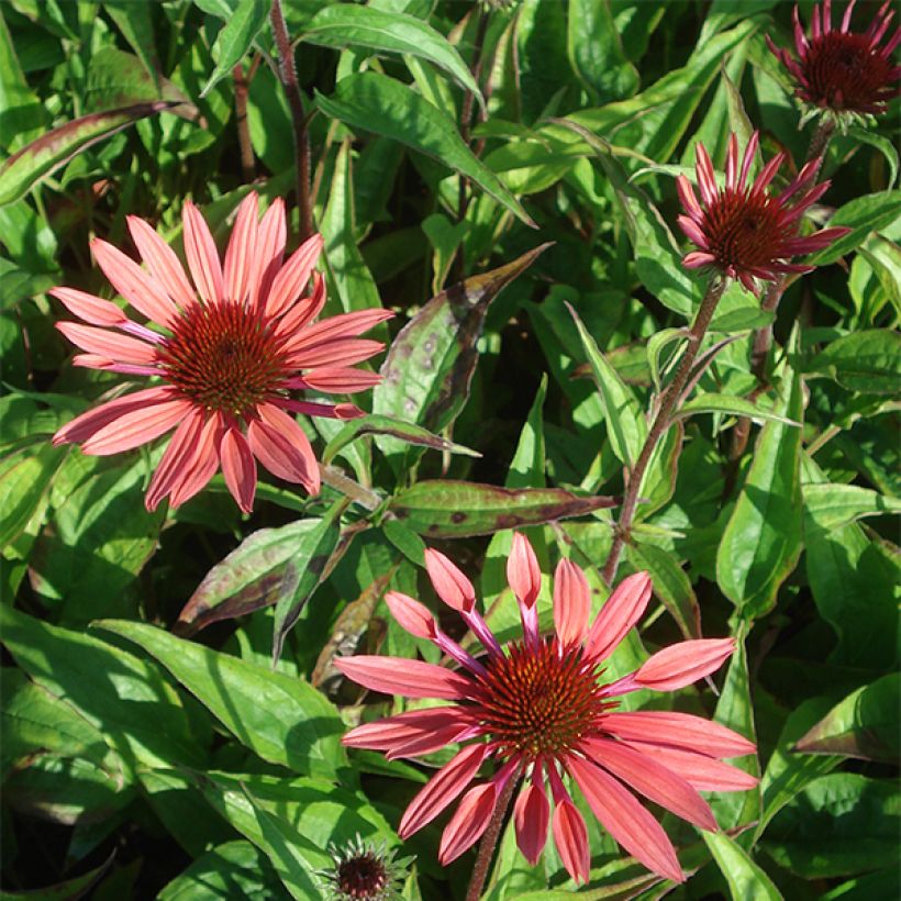 Echinacea Sunset - Echinacée (Floraison)