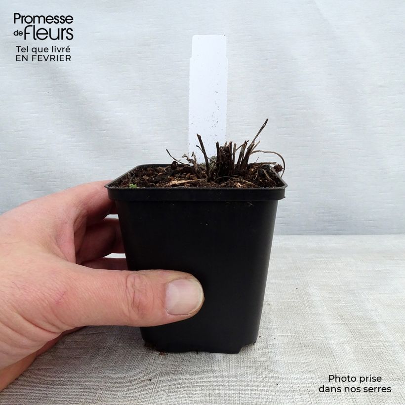 Spécimen de Echinacea Supreme Flamingo Godet de 8/9 cm tel que livré en hiver