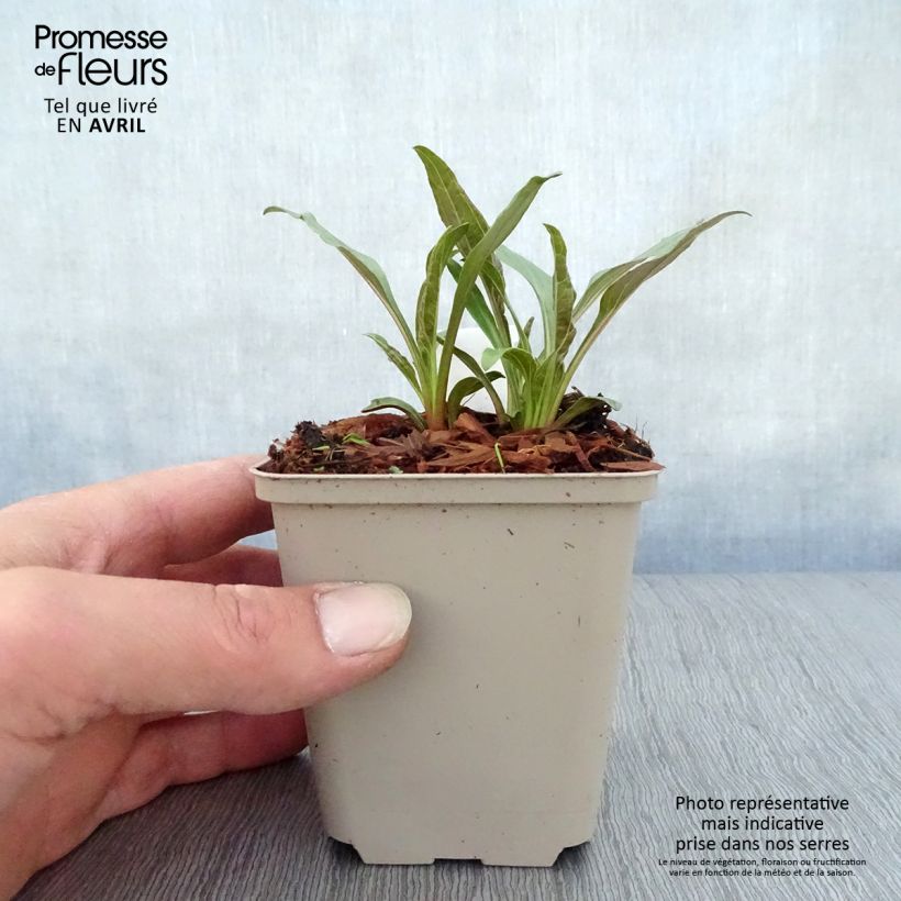 Spécimen de Echinacea Tangerine Dream - Echinacée Godet de 8/9 cm tel que livré au printemps