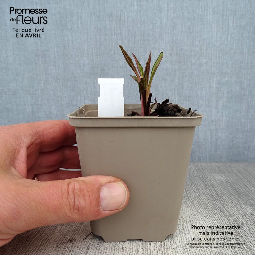 Example of Echinacea Tiki Torch - Echinacée Godet de 8/9 cm as you get in printemps