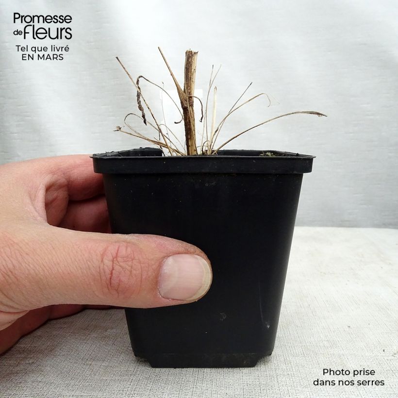 Spécimen de Echinacea Tweety - Echinacée Godet de 8/9 cm tel que livré au printemps